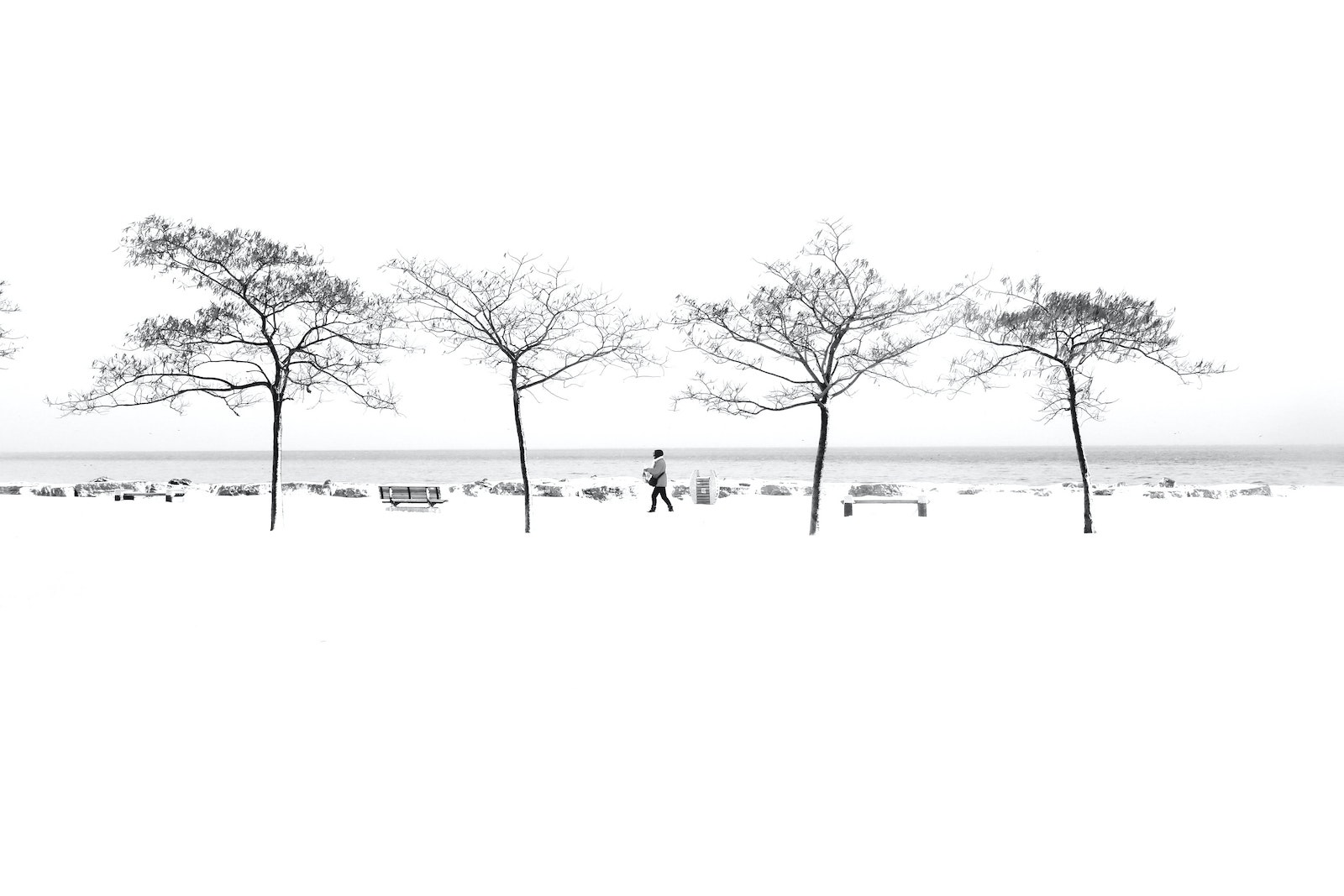 black and white landscape photos person walking by trees in snow