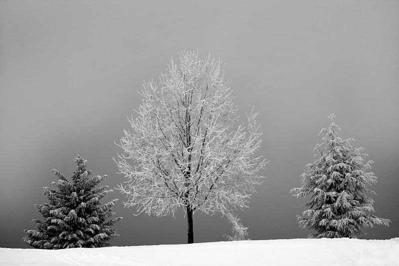 trees in the snow