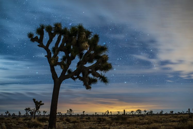 joshua tree national park meteor shower 2020